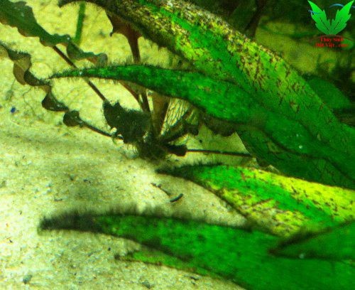 Hình ảnh rêu hại chùm đen bám trong hồ thủy sinh Hình ảnh rêu hại chùm đen bám trong hồ thủy sinh
