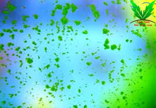 Rêu hại đốm xanh thường bám kính hồ thủy sinh Rêu hại đốm xanh thường bám kính hồ thủy sinh