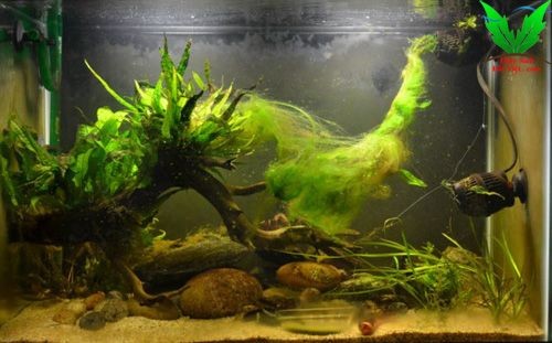 Hình hồ thủy sinh bị rêu hại Hình hồ thủy sinh bị rêu hại