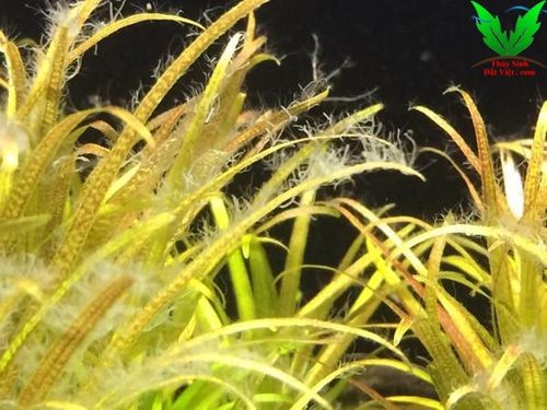 Thả ốc nerita vào hồ thủy sinh sẻ hết sạch rêu hại bụi xanh Thả ốc nerita vào hồ thủy sinh sẻ hết sạch rêu hại bụi xanh