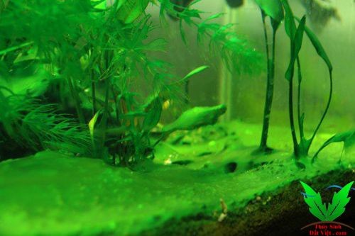 Rêu nhớt xanh là loại rêu hại bùng phát lẹ trong hồ thủy sinh Rêu nhớt xanh là loại rêu hại bùng phát lẹ trong hồ thủy sinh