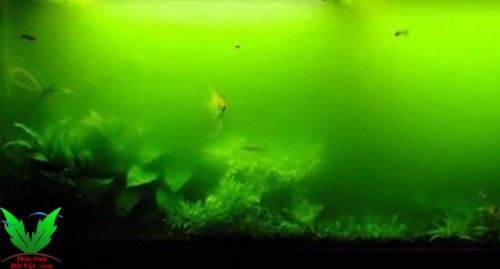 Rêu nước xanh - rêu hại làm mất mỹ quang hồ thủy sinh Rêu nước xanh - rêu hại làm mất mỹ quang hồ thủy sinh