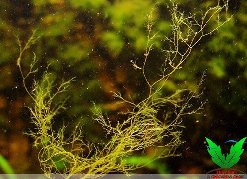 Hình ảnh rêu hại này như sừng hưu trong hồ thủy sinh Hình ảnh rêu hại này như sừng hưu trong hồ thủy sinh