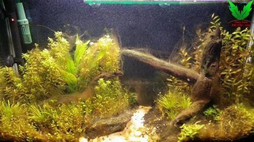 Tảo nâu - loài rêu hại sẻ xuất hiện khi hồ bạn dơ Tảo nâu - loài rêu hại sẻ xuất hiện khi hồ bạn dơ