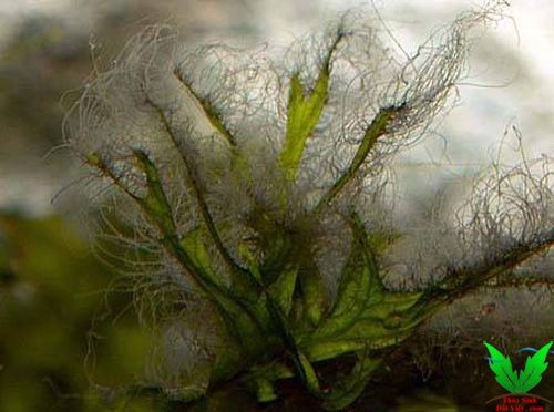 Rêu tóc đen trong hồ thủy sinh là loài rêu hại khó trị bật nhất Rêu tóc đen trong hồ thủy sinh là loài rêu hại khó trị bật nhất