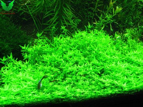 Thông tin cây Đàn Thảo thủy sinh Thông tin cây Đàn Thảo thủy sinh