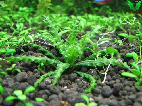 Thông tin cây Sao Nhỏ Thông tin cây Sao Nhỏ