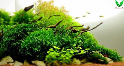 Rêu Christmas – Rêu X Mas