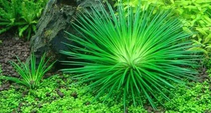 Cỏ Dùi Trống thủy sinh