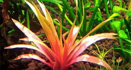 Cỏ Dùi Trống Ấn Độ