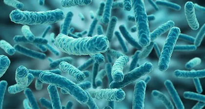 Hệ vi sinh trong hồ thủy sinh 