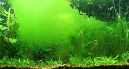 Rêu hại trong hồ thủy sinh 