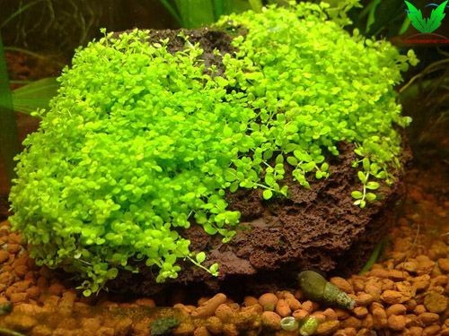 Hình ảnh cây trân châu cuba Hình ảnh cây trân châu cuba