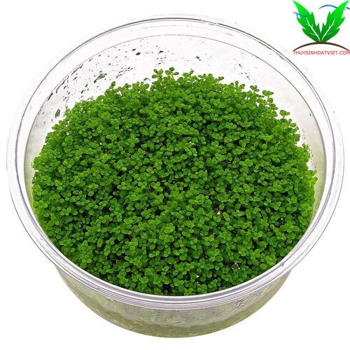 Trân châu cuba trồng cạn Trân châu cuba trồng cạn