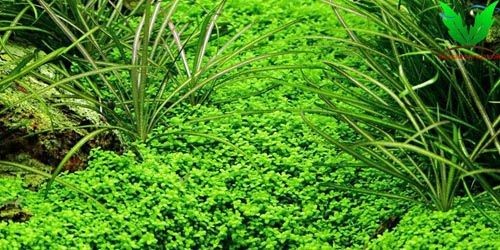 Trân châu cuba là cây khó trồng Trân châu cuba là cây khó trồng