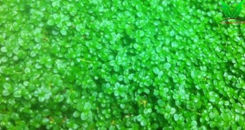 Trồng trân châu cuba cần những điều kiện tốt Trồng trân châu cuba cần những điều kiện tốt