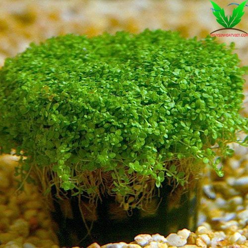 Trân châu cuba trồng dưới nước Trân châu cuba trồng dưới nước