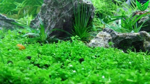 Trân châu cuba Trân châu cuba