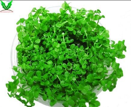 Trân Châu Ngọc Trai Trân Châu Ngọc Trai