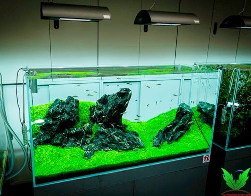 Cây Trân Châu Ngọc Trai trong hồ thủy sinh Cây Trân Châu Ngọc Trai trong hồ thủy sinh