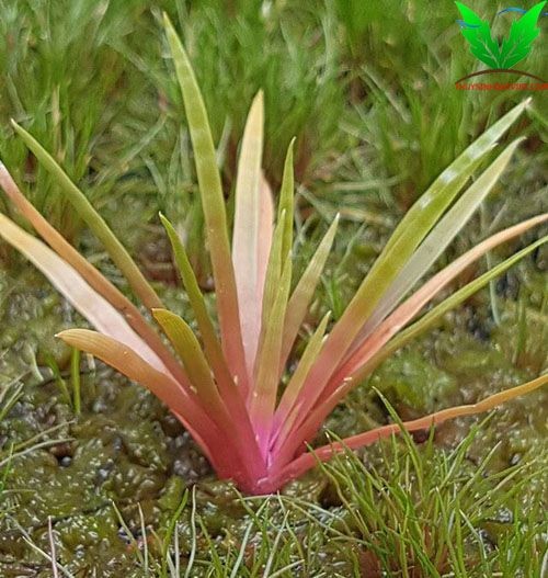 Yếu tố trồng cỏ dùi trống ấn độ Yếu tố trồng cỏ dùi trống ấn độ