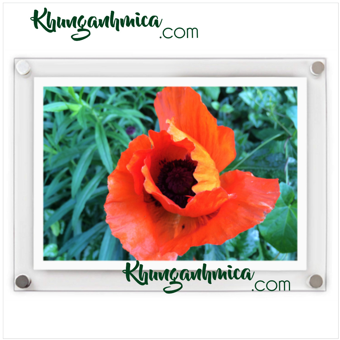 Khung ảnh cưới - ảnh thiên nhiên để vào khung mica