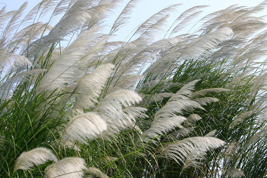 12 Nguyên Nhân Nước Hoa Chính Hãng Bị Biến Đổi Mùi