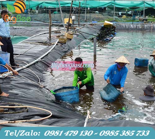 bạt nhựa lót ao nuôi tôm