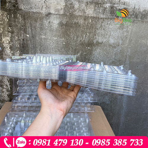 Cung cấp vỉ nhựa pet đựng trứng cút giá rẻ uy tín Cung cấp vỉ nhựa pet đựng trứng cút giá rẻ uy tín