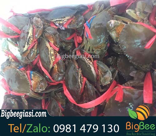 dây nilon cột cua