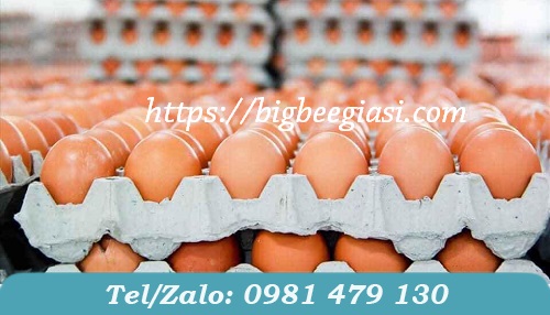 khay giấy đựng trứng gà khay giấy đựng trứng gà