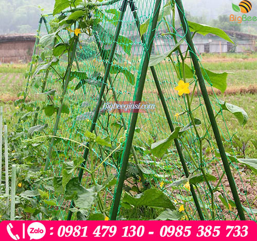 Giàn lưới chư A cho cây leo Giàn lưới chư A cho cây leo