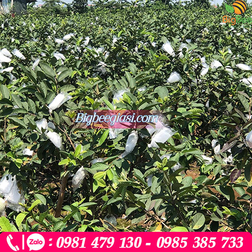 Xốp bao ổi lồng sẵn dây thun và nilon cho nhà vườn Xốp bao ổi lồng sẵn dây thun và nilon cho nhà vườn