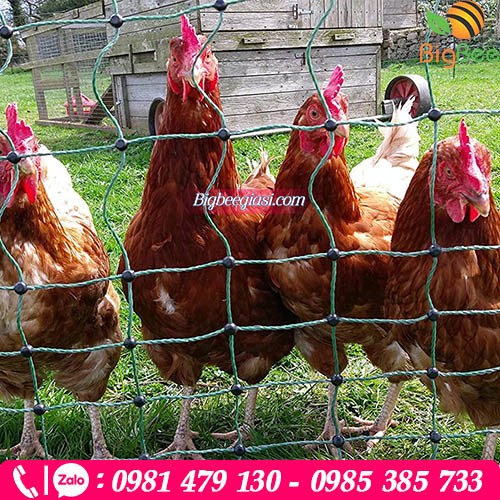Lưới cước dùng làm chuồng nuôi gia cầm