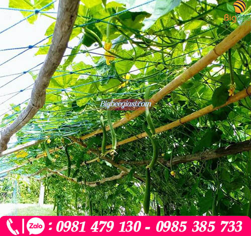 Lưới làm giàn leo màu xanh Lưới làm giàn leo màu xanh