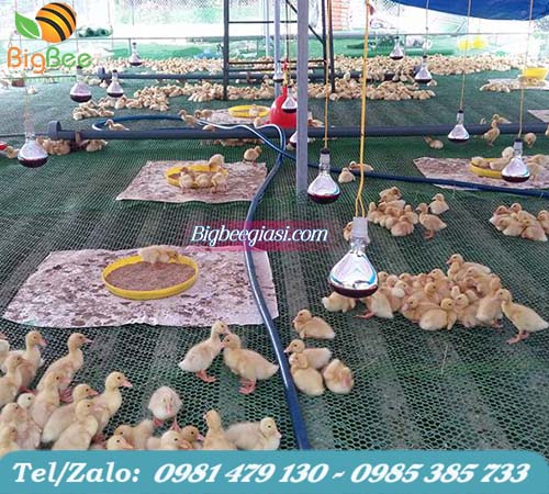 lưới nhựa lót sàn chuồng trại