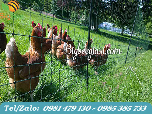 lưới rào gà vịt lưới rào gà vịt