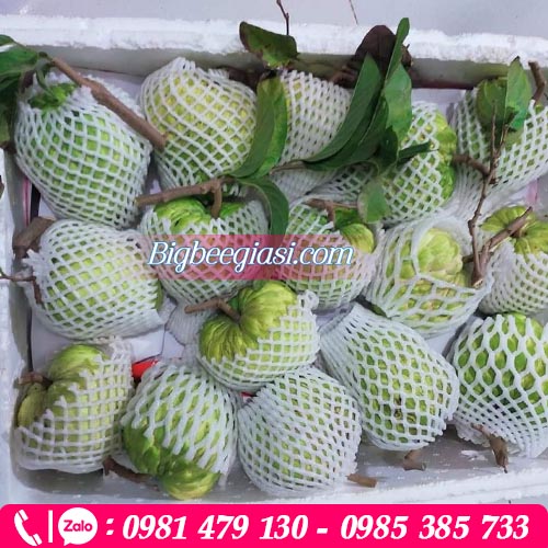 Xốp lưới bọc, táo ổi, mận, na, xoài...