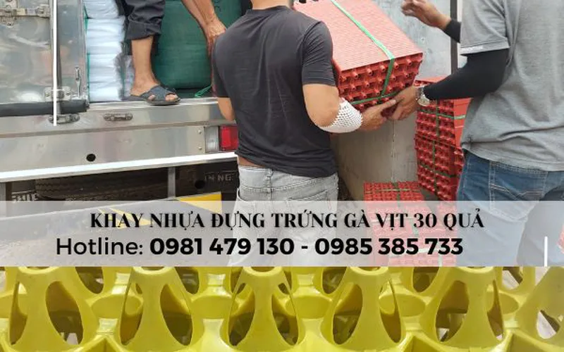 Cung cấp Khay nhựa đựng trứng 30 quả bền rẻ nhất cho hộ kinh doanh