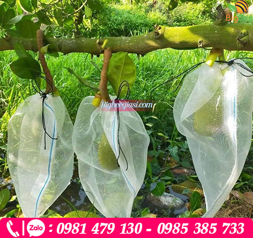 Bọc mít khi quả còn non Bọc mít khi quả còn non