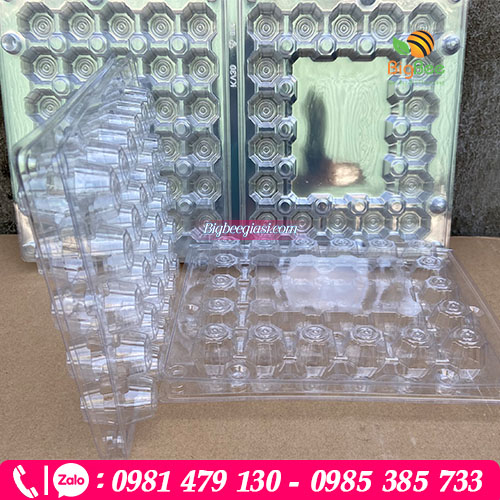 Vỉ pet đựng trứng cút cứng cáp chuẩn fomt Vỉ pet đựng trứng cút cứng cáp chuẩn fomt