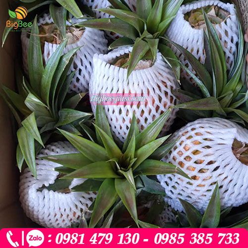 Xốp lưới làm tăng giá trị cho trái cây Xốp lưới làm tăng giá trị cho trái cây