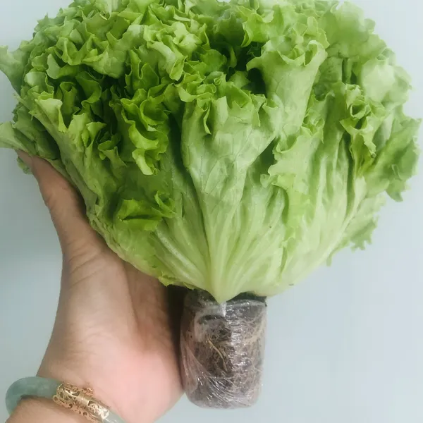 Combo10 - Eat-clean fati