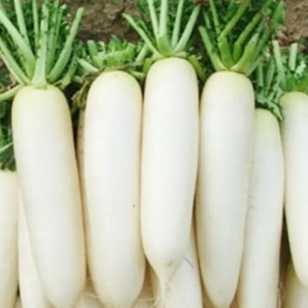 Củ cải trắng - 500gr