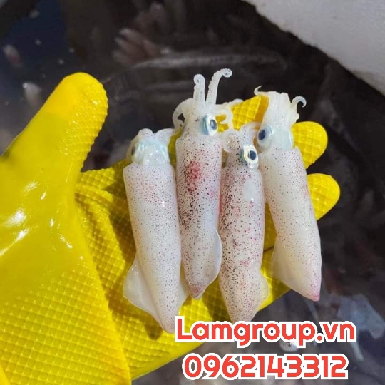 SỈ GĂNG TAY CAO SU THEO SỐ LƯỢNG 200 ĐÔI 400 ĐÔI 500 ĐÔI SỈ GĂNG TAY CAO SU THEO SỐ LƯỢNG 200 ĐÔI 400 ĐÔI 500 ĐÔI