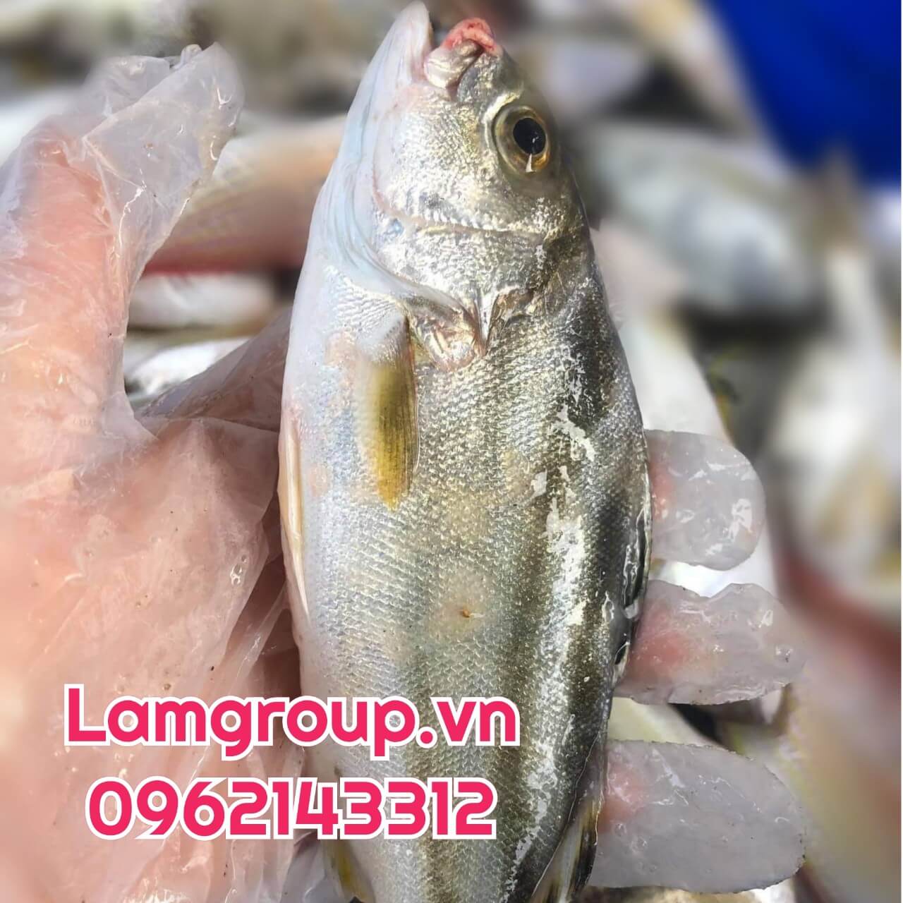 SỰ ĐA DẠNG CÁC LOẠI BAO BÌ, TÚI NILON TIỆN DỤNG SỰ ĐA DẠNG CÁC LOẠI BAO BÌ, TÚI NILON TIỆN DỤNG