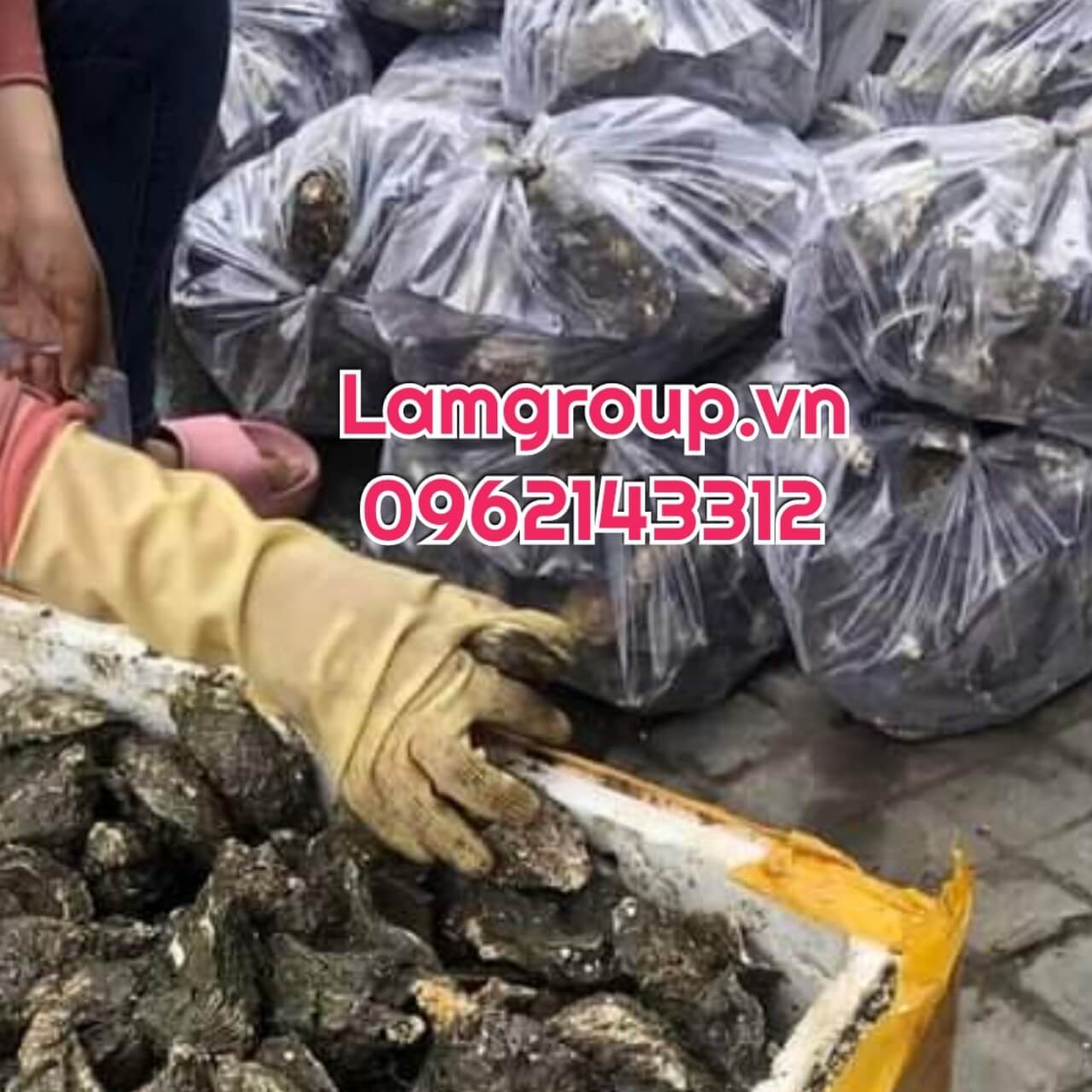 Bao tay nhựa pvc giá rẻ tại TP.HCM