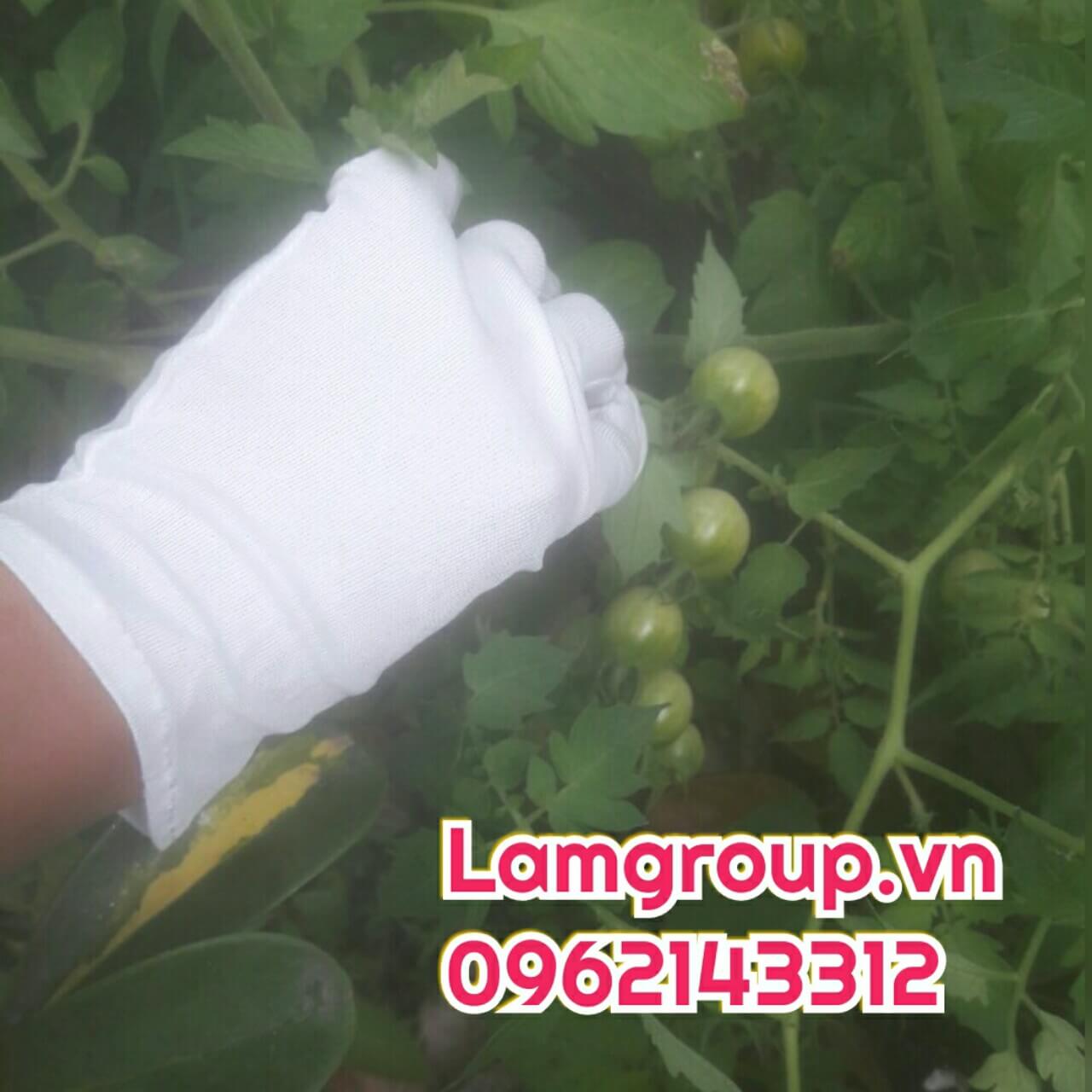 Nhà cung cấp găng tay vải trắng giá rẻ cho doanh nghiệp tại Tp.HCM Nhà cung cấp găng tay vải trắng giá rẻ cho doanh nghiệp tại Tp.HCM