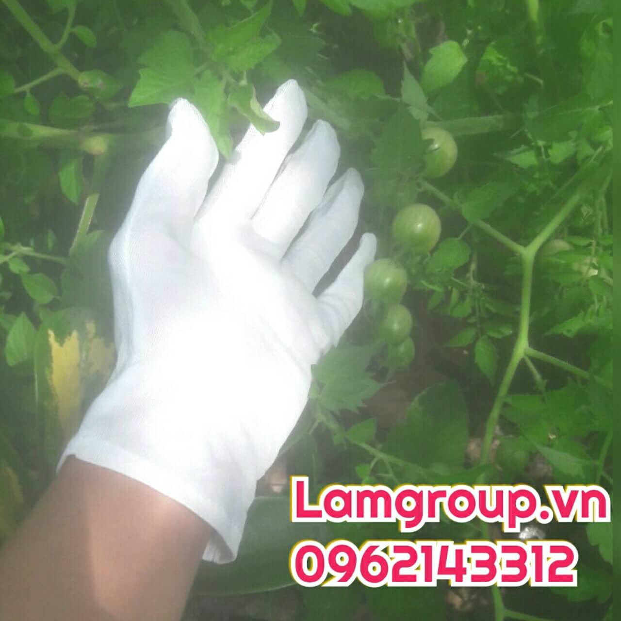 BAO TAY VẢI L, L2, L4 – XƯỞNG SẢN XUẤT BỎ SỈ BAO TAY VẢI L, L2, L4 – XƯỞNG SẢN XUẤT BỎ SỈ