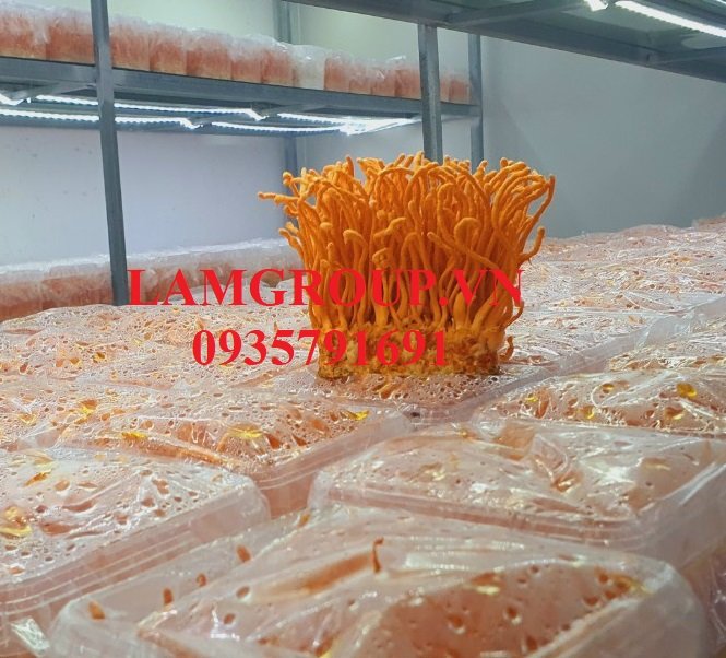 Cung cấp giỏ quà Tết Quý mão 2023 Đông trùng hạ thảo sang đẹp Cung cấp giỏ quà Tết Quý mão 2023 Đông trùng hạ thảo sang đẹp